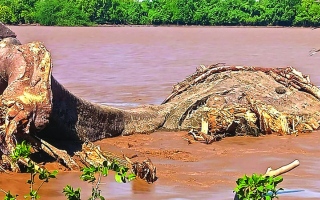الصورة: الفيضانات تقتلع شجرة عملاقة عمرها 800 سنة في كينيا