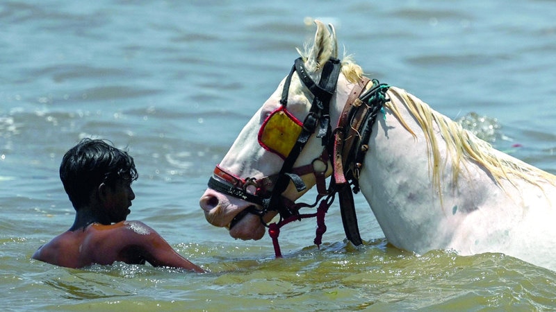 صبي في الهند يخفف حرارة حصانه بالماء. أ.ف.ب