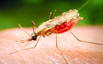 الصورة: «طب السفر»: نصائح  للوقاية من «الملاريا»
