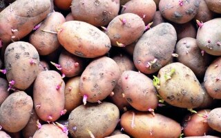 الصورة: صحة.. خبراء ألمان يحذرون من «البطاطس السامة»: انتبهوا إلى طريقة التخزين