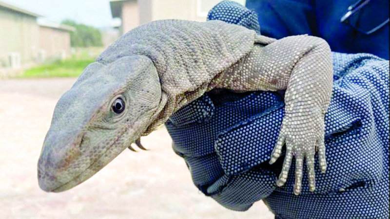 الفريق البيولوجي تعامل مع سحلية تم الإبلاغ عنها. من المصدر