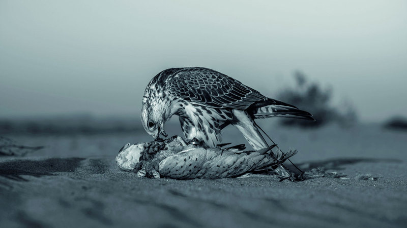 فاطمة وثقت في صورها البيئة الصحراوية في منطقة الظفرة وأبرزت جمال الخيول العربية وحياة صيد الصقور. من المصدر