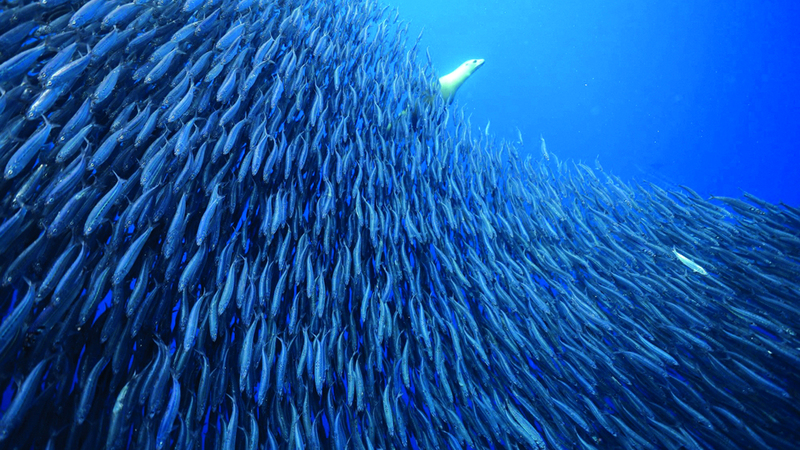 كريم إيليا – الولايات المتحدة