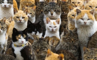 الصورة: حب القطط يتجذر في الثقافة والأساطير اليابانية منذ القدم