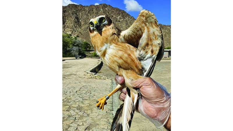 الطائر قبيل إطلاقه إلى الحياة البرية. من المصدر