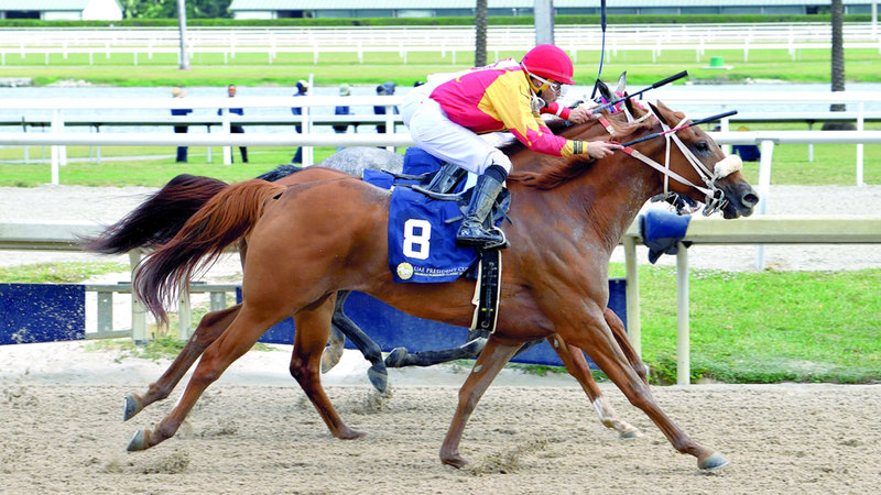 المهرة «آر بي ماليكسيس» بطلة كأس رئيس الدولة للخيول العربية في أميركا