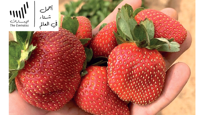 تتضمن المزرعة أقساماً عدة مثل قسم القمح والنخيل والبطاطس والفراولة وغيرها. من المصدر