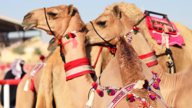 المنافسة لم تعد مقتصرة على شكل أو سرعة الإبل بل أصبحت أناقتها وزينتها جزءاً رئيساً من التميّز. من المصدر