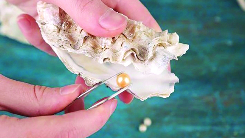 المزرعة الفريدة من نوعها يتم فيها تكثير واستزراع المحار بشكل طبيعي. من المصدر