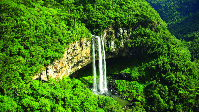 قطع الأشجار في البرازيل يُشكل خطراً على الأمن الغذائي العالمي. عن المصدر