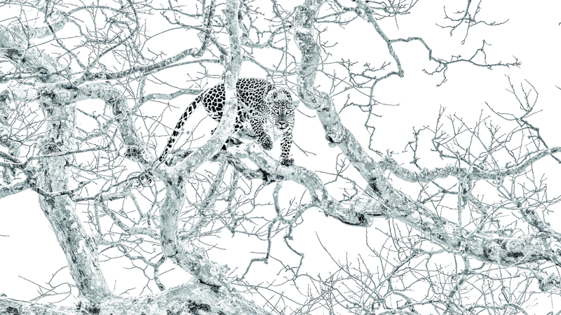 هيكادوا لياناج براسانثا فينود - سريلانكا