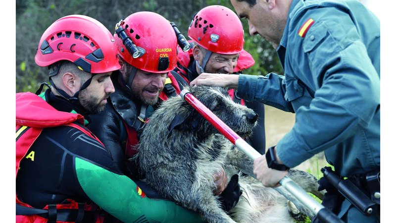 أفراد من الحرس المدني ينقذون كلباً من مياه الفيضانات في مقاطعة ملقة. إي.بي.إيه