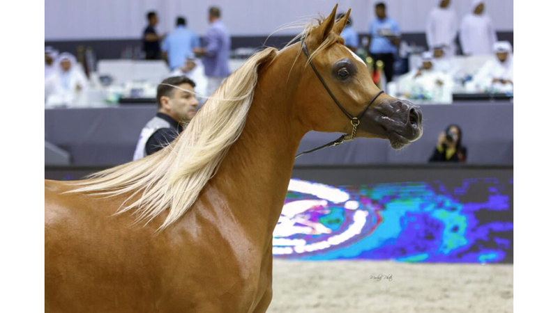 البطولة تقام على مدار ثلاثة أيام في مركز دبي التجاري العالمي. وام