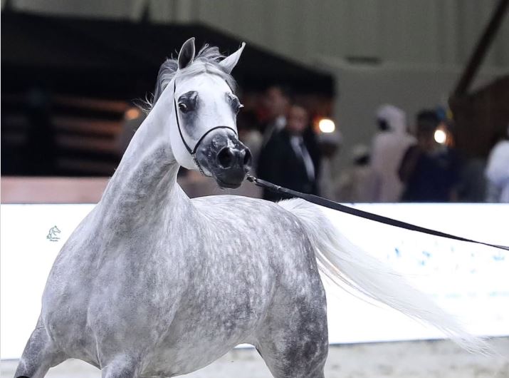 خيول الإمارات تستعرض جمالها في «دولية دبي للجواد العربي».. والختام الأحد