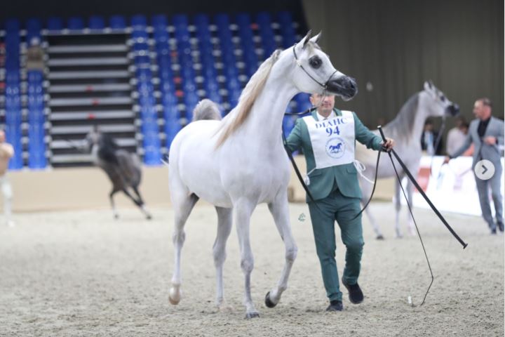 مربط دبي يتنزع لقبين في «دولية دبي للجواد العربي»