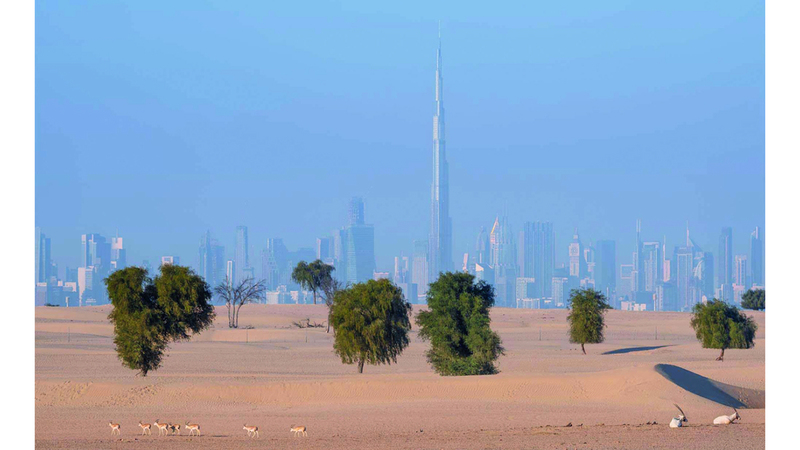 ديليب فيلوكوتي – الهند