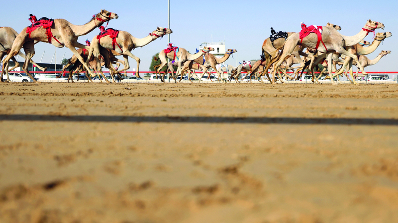 المهرجان يستقطب سنوياً نخبة المُلاك والمضمرين من الإمارات ودول الخليج. وام