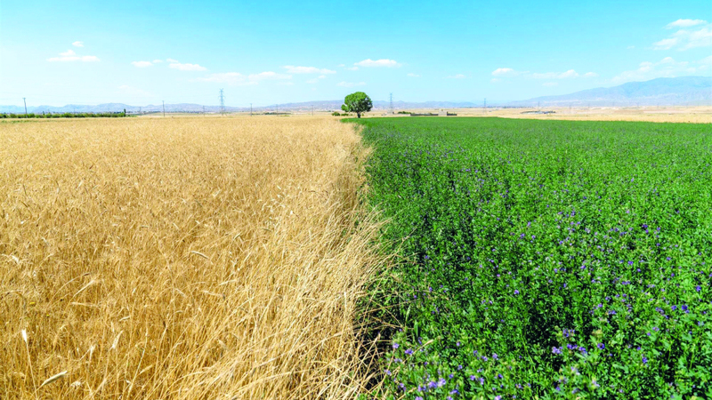 محمد بن تعيب البلوشي - سلطنة عُمان