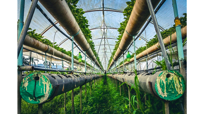 هيغين فيلاكارلوس - الفلبين