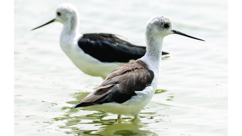 تصوير: يوسف الهرمودي