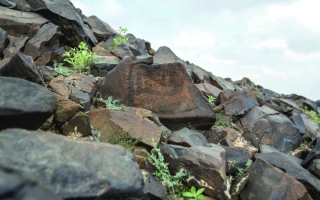 الصورة: «كلباء للفن الصخري».. رحلة بين 400 نقش تاريخي فريد