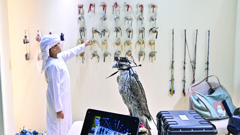 شاب يستعرض الكاميرا الذكية التي تثبت على برقع الصقر. من المصدر