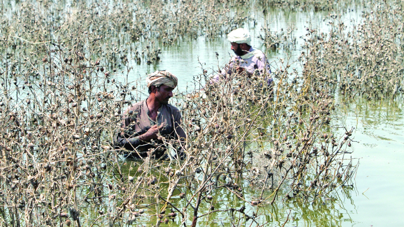 مزارعان يتفقدان محصول القطن الذي أتلفته الفيضانات. رويترز