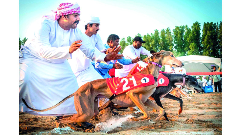 البطولة شهدت 4 أشواط حافلة بالقوة والمنافسة على مضامير المرموم. من المصدر