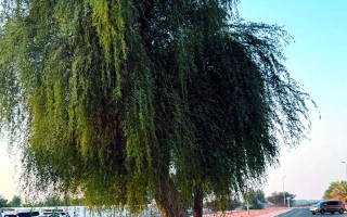 الصورة: غاف