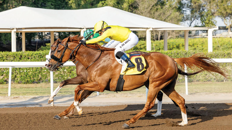 74 خيلاً في ثاني سباقات مضمار جبل علي