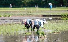 الصورة: زراعة الأرز في إقليم آتشيه الإندونيسي