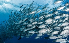 الصورة: دراسة: تضاعف تركيز الزئبق في المحيطات 3 مرات منذ الثورة الصناعية