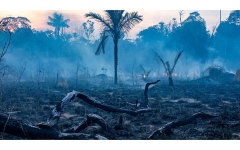 الصورة: غابات الأرض تتحول من «حليف» لمقاومة تغير المناخ إلى «جزء من المشكلة»