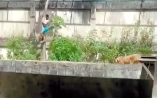 الصورة: لبؤة تقتل برازيلياً دخل حظيرتها في ظروف غامضة