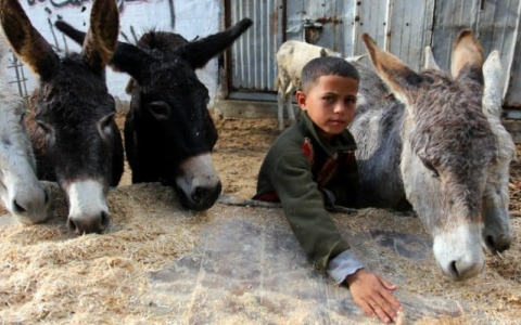 الصورة: 8 حمير من غزة تحصل على حق اللجوء في ألمانيا !