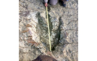 الصورة: اكتشاف عدد قياسي من آثار الديناصورات في بوليفيا