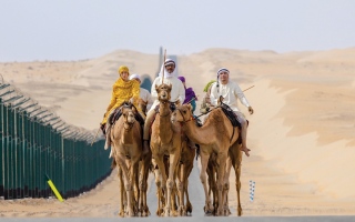 الصورة: رحلة الهجن على خطى الأجداد في نسخة استثنائية