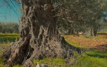 الصورة: شكوى في باريس ضد الجيش الإسرائيلي على خلفية اقتلاع أشجار زيتون معمرة في لبنان