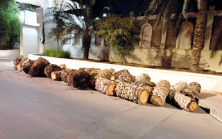 الصورة: بقايا النخيل