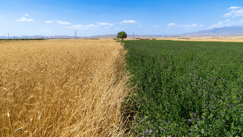 محمد بن تعيب البلوشي – سلطنة عُمان