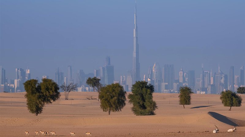 ديليب فيلوكوتي – الهند