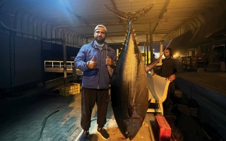 الصورة: صياد مواطن يوثّق صيد «أم قوس» عملاقة بوزن 137 كيلوغراماً