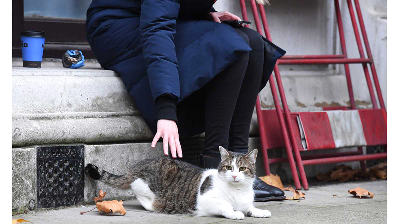 إطعام القطط والطيور عشوائياً يثير انزعاجاً بين سكان البنايات. أرشيفية