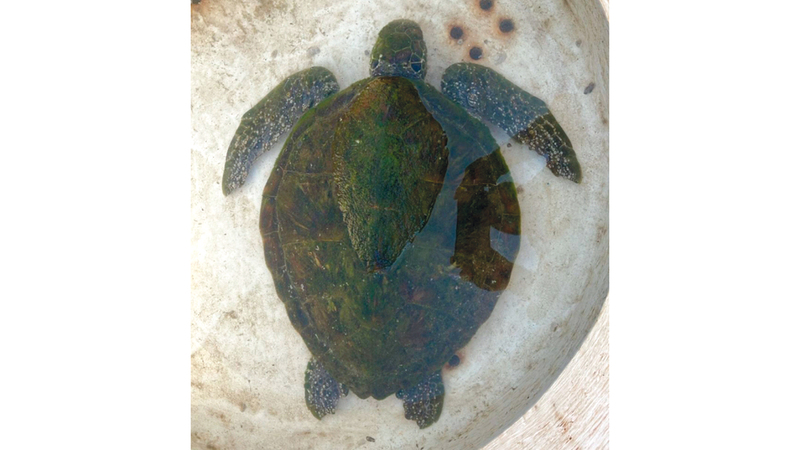 الظهوري أنقذ سلحفاة وسلمها لهيئة الفجيرة للبيئة. من المصدر