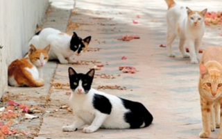 الصورة: إطعام القطط والطيور عشوائياً.. دعوة مفتوحة لانتشار الحشرات والقوارض