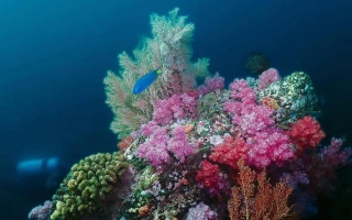 الصورة: غواص إماراتي يوجّه رسالة بيئية من تحت الماء