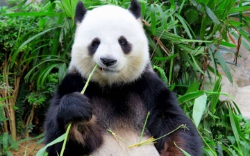 الصورة: وسط خلافات ثنائية.. حزن في اليابان قبل مغادرة آخر حيواني باندا عملاقة إلى الصين