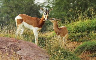 الصورة: &laquo;مواليد&raquo; حديقة العين في 2025.. غزلان وظباء وقائمة أخرى &nbsp;