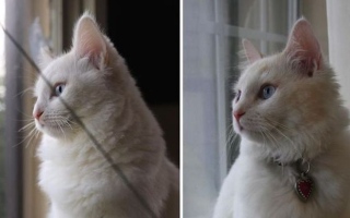 الصورة: أثرياء نيويورك ينفقون ما يعادل 50 ألف دولار لاستنساخ حيواناتهم النافقة