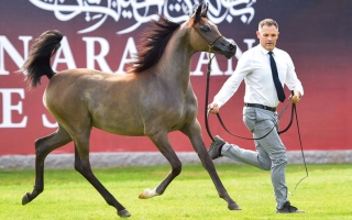 الصورة: بطولة عجمان لجمال الخيل العربية تنطلق اليوم